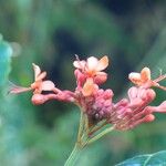 Clerodendrum speciosissimum Flower