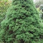 Picea laxa Folha