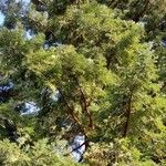 Sequoia sempervirens Habitat