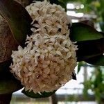 Acokanthera oblongifolia Λουλούδι