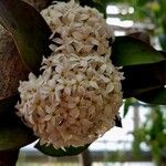 Acokanthera oblongifolia Flower