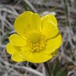 Ranunculus glaberrimus 花