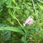 Pogonia ophioglossoides Cvet