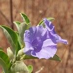 Bonamia spectabilis Blüte