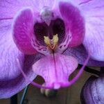 Phalaenopsis spp.Flower