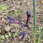 Iris spuria Květ