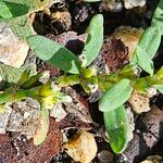 Polygonum aviculare Feuille