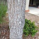 Quercus virginiana Bark