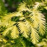 Metasequoia glyptostroboides ഇല