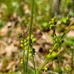 Carex alba Ŝelo