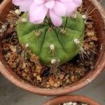 Gymnocalycium anisitsii Ліст