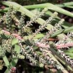 Erica ciliaris Лист