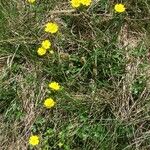 Potentilla grandiflora Flower