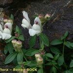 Antirrhinum sempervirens Habit