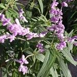 Salvia leucantha फूल