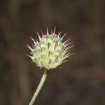 Cephalaria transsylvanica Frukto
