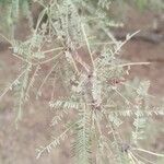 Prosopis caldenia Levél