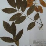 Lonchocarpus hedyosmus Altul/Alta