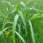 Sorghum halepenseFolio