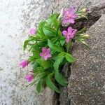 Talinum paniculatum Çiçek
