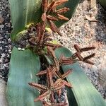 Welwitschia mirabilis Kwiat