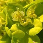 Euphorbia verrucosa Flower