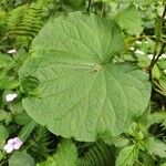 Piper umbellatum Leaf