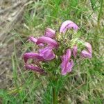 Pedicularis mixta Flower