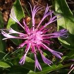 Centaurea triumfettii Květ