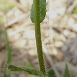 Arabis ciliata पत्ता