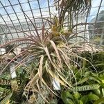 Tillandsia flexuosa Лист