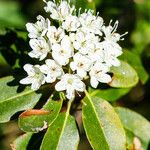 Rhododendron columbianum Flor