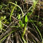 Ophioglossum lusitanicum Хабит