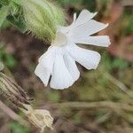 Silene noctiflora Virág