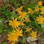 Senecio ampullaceus Flower