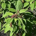 Amaranthus caudatus Blatt