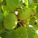 أنواع غير معروفةFruit