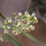 Polystachya fusiformis Flower