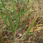 Falcaria vulgaris Leaf