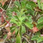 Pelargonium acetosum Elinympäristö