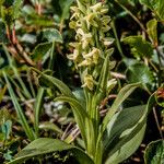 Platanthera hyperborea Floare