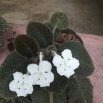 Episcia lilacina Цвят