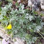 Geranium argenteum Leaf