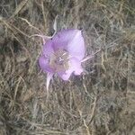 Calochortus macrocarpus Flor
