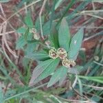 Euphorbia hirta Žiedas