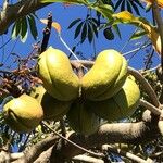 Sterculia foetida Fruto