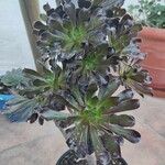 Aeonium arboreum Liść