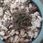 Gymnocalycium castellanosii Folio