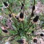 Plantago argenteaFlor