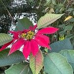 Euphorbia heterophylla Flower